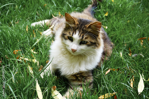 Beautiful cat in near plan