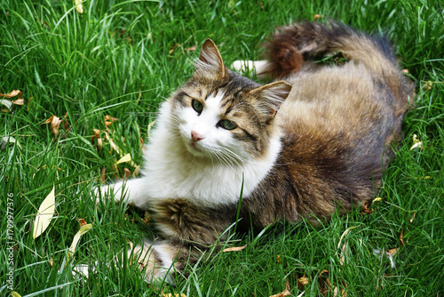 Beautiful cat in near plan