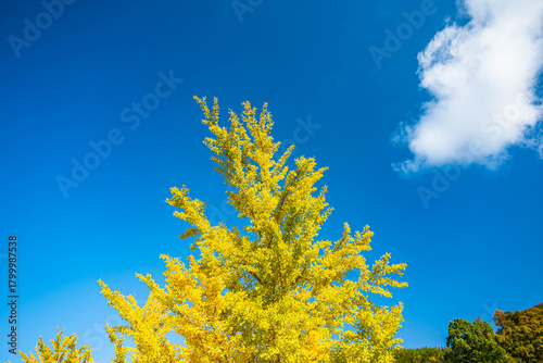 青空と実をつけた銀杏の木