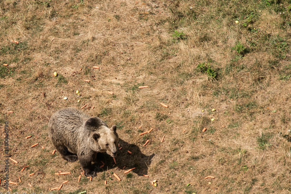 Fototapeta premium A rescued brown bear walks and rests peacefully in a protected sanctuary environment dedicated to rehabilitation and care