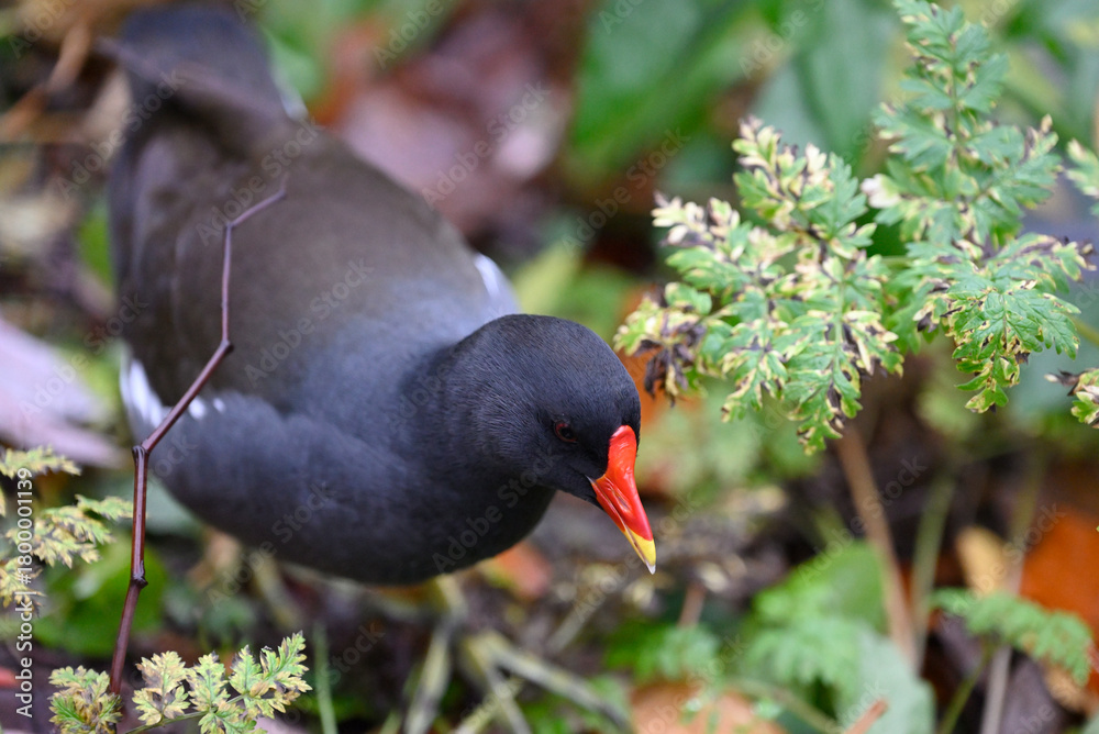 Obraz premium Common Moorhen in Hamburg City Park. Gallinula chloropus swimming and walking in Planten un Blomen, Hamburg, Germany.