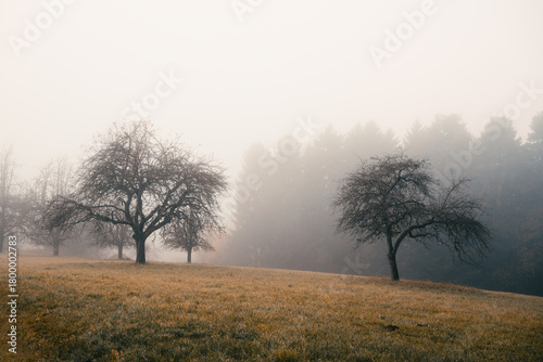Apple trees on a meadow on a foggy morning in autumn