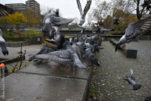 Posing Pigeons in Hamburg Public Park. Flying, dancing and playing pigeons. Planten un Blomen, Hamburg, Germany.