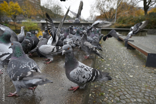 Posing Pigeons in Hamburg Public Park. Flying, dancing and playing pigeons. Planten un Blomen, Hamburg, Germany.