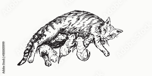 Mother cat feed kittens, top view, doodle black ink drawing, woodcut vector