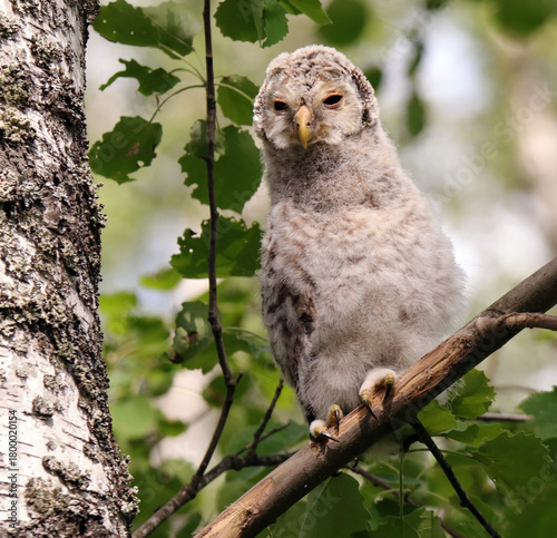 An ural owl  (Strix uralensis) chick sits on a tree