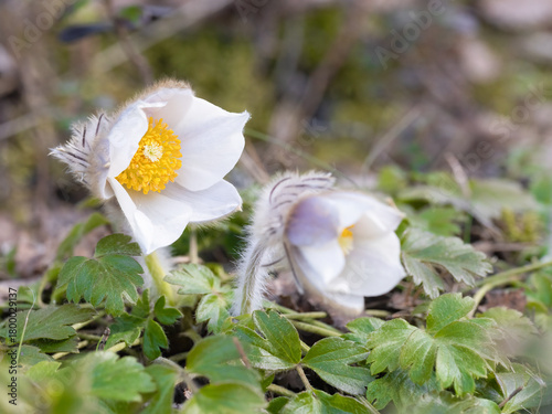 beautiful large-flowered early spring plant