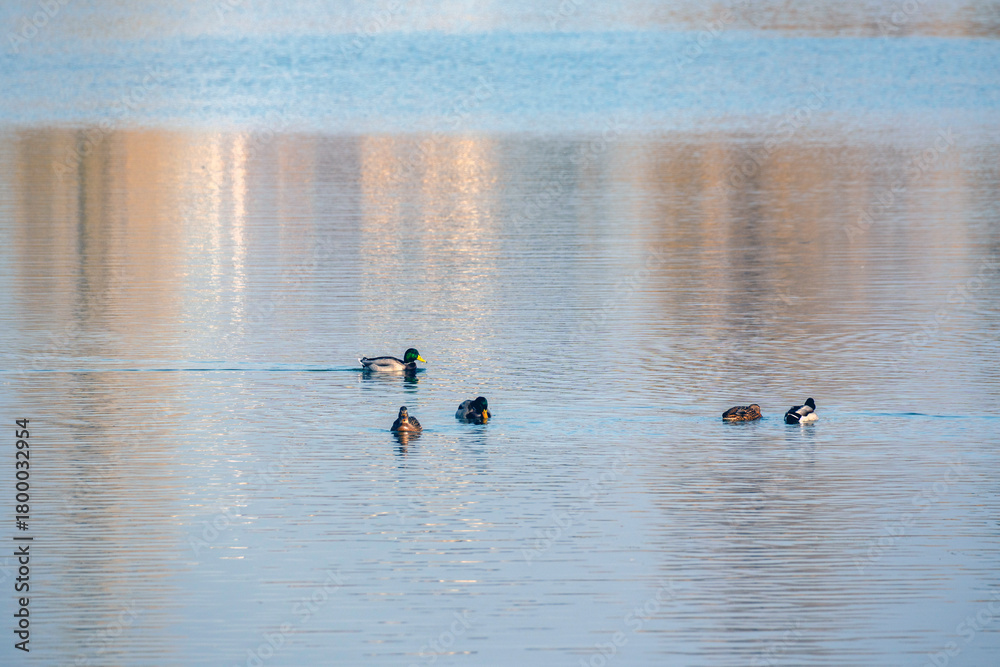Naklejka premium Ducks swimming peacefully in a calm lake during the early morning hours