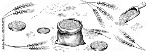 Detailed hand drawn illustration of rice sack with grains, wheat ears, bowl of flour, vintage farming and agriculture concept