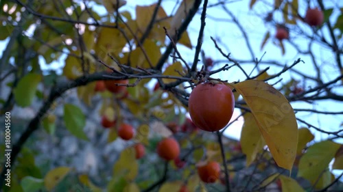 Closeup, red persimmons hanging in the tree.