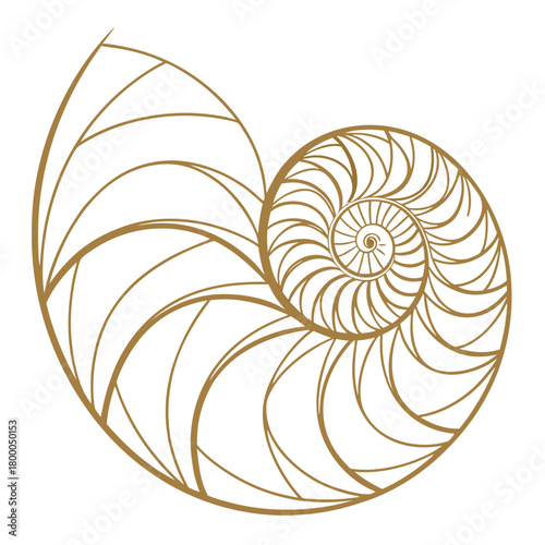 Elegant gold line art of a nautilus shell spiral showcasing the fibonacci sequence and natural geometric patterns on a clean white background