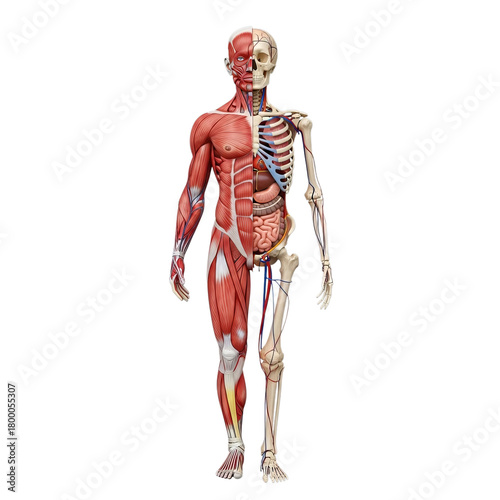 Anatomical illustration of human muscular and skeletal systems isolated on transparent background