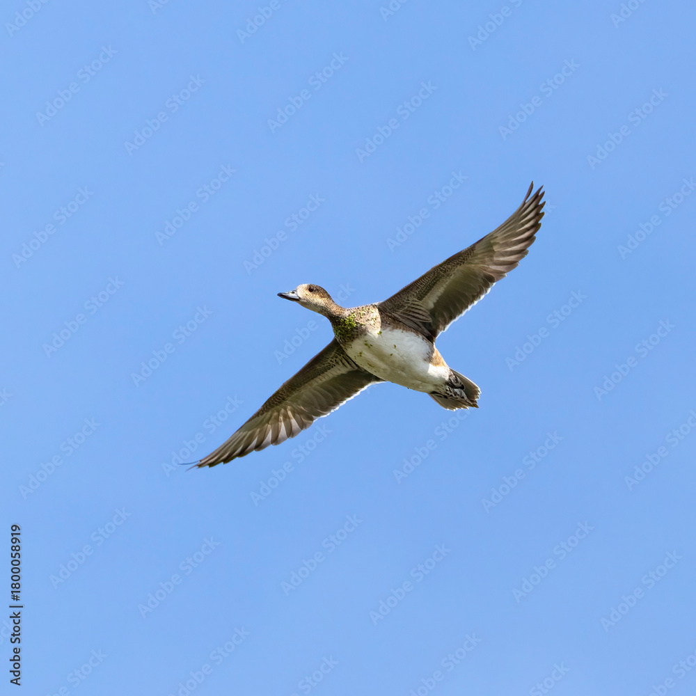 Fototapeta premium Eurasian wigeon