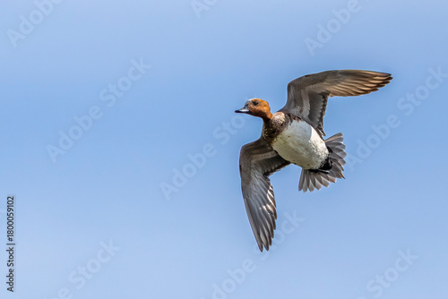 Eurasian wigeon