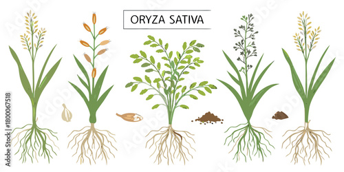 Life Cycle of Rice Plant with Root System Isolated on White — Growth Stages Diagram, Botanical Illustration of Rice Development, Agriculture Education and Plant Anatomy Vector
