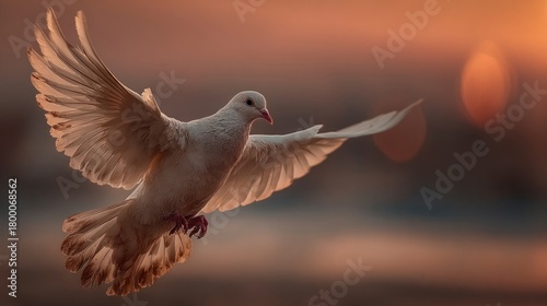 White dove flying at sunset symbolizing peace and hope