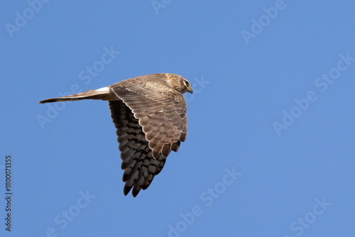 Pallid Harrier