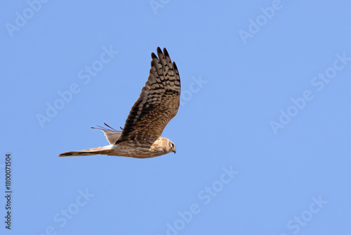 Pallid Harrier