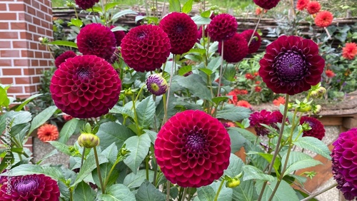 Red Dahlia flowers in Paris