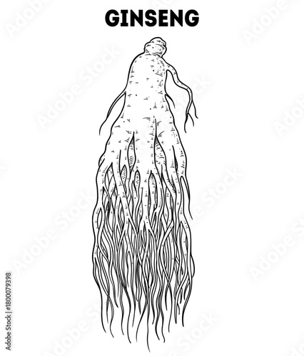 Ginseng root vector drawing illustration. Hand drawn sketch. Vintage medicinal plant sketch