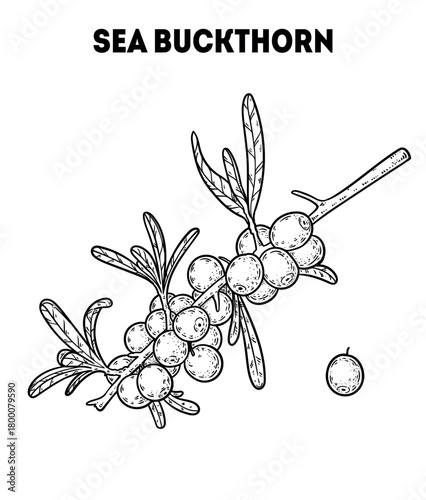 Sea buckthorn berries vector drawing illustration. Hand drawn sketch. Vintage medicinal plant sketch