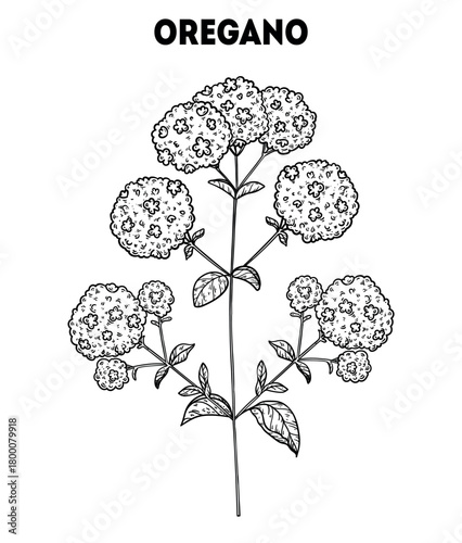 Oregano vector drawing illustration. Hand drawn sketch. Vintage medicinal plant sketch