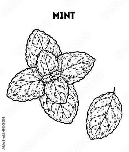 Mint leaves vector drawing illustration. Hand drawn sketch. Vintage medicinal plant sketch