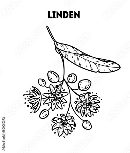 Linden vector drawing illustration. Hand drawn sketch. Vintage medicinal plant sketch