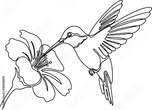 Hummingbird feeding on a hibiscus flower single continuous line drawing artistic minimal outline illustration abstract bird vector