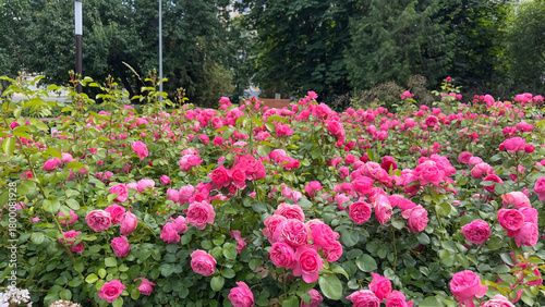 A lush rose bush with bright pink flowers surrounded by dense greenery in the background 