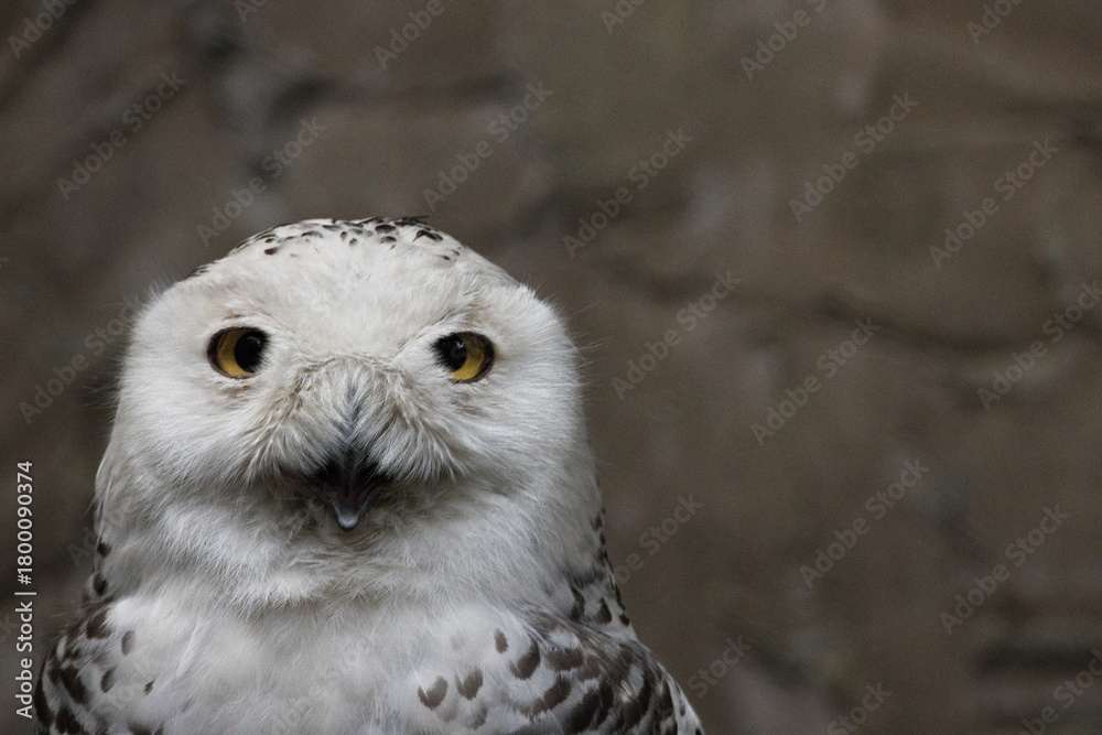 Obraz premium Schneeeule - Closeup mit geöffneten Augenweiße Eule im Winter, arktischer Vogel,majestic owl snow“: Porträt einer Schnee-Eule mit leicht geöffnetem Schnabel vor felsigem Hintergrund