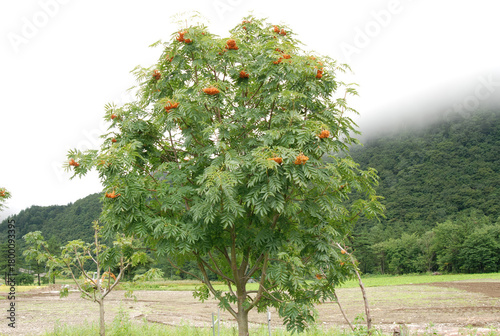 Foto Sorbus commixta, a mountain ash with white summer flowers and bright red berries growing in high Korean mountain forests