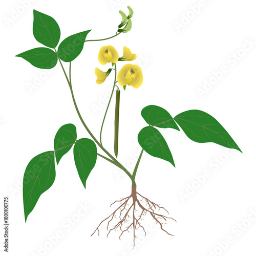 Mung bean plant with roots and flowers on white background..eps