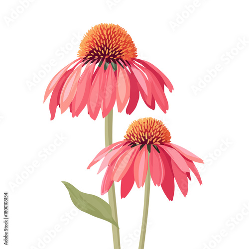 Minimalist 2D vector icon representation of a Echinacea, displayed on a pure white background
