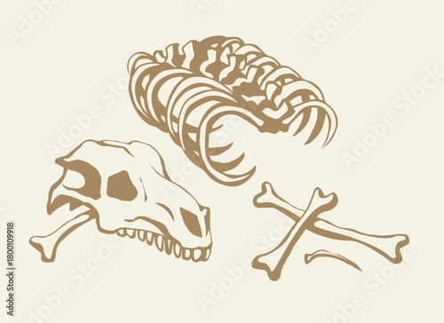 Bones and skull of a horse. Vector drawing