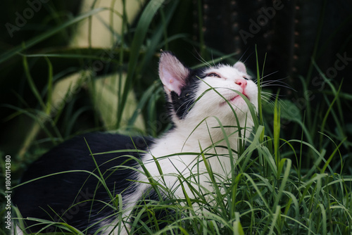 black and white cat on grass
