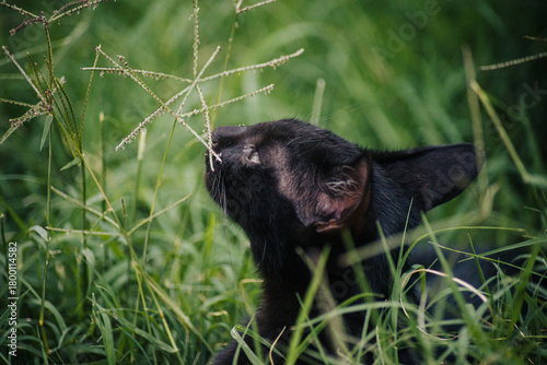 black cat on grass