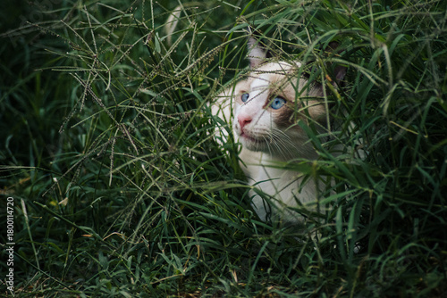 portrait of a cat