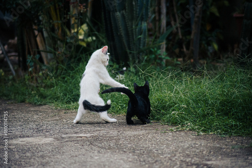 Cats