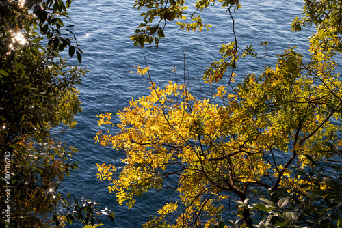 Fototapeta Naklejka Na Ścianę i Meble -  Autumn yellow trees and the blue Adriatic Sea