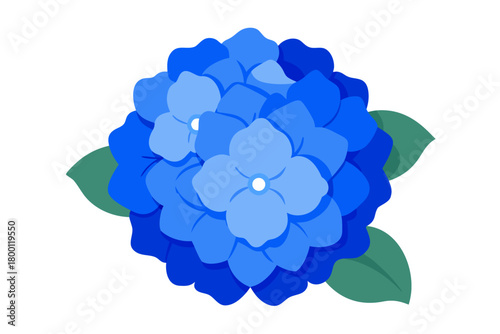 Blue hydrangea blossom