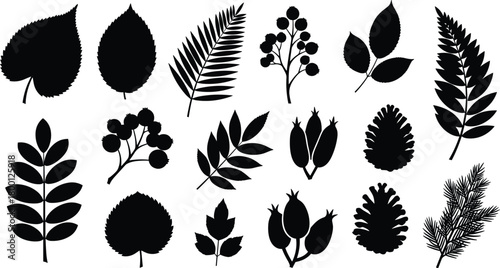 Botanical silhouette vector set, leaves berries pinecones, black flat design, plant morphology illustration, nature specimen graphic elements