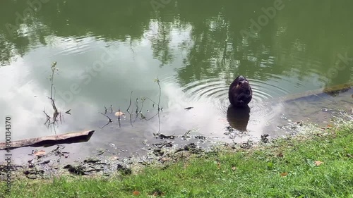 A Nutria, Coypu ( Myocastor coypus) cleaning step by step