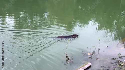 A Nutria, Coypu ( Myocastor coypus) in the lake