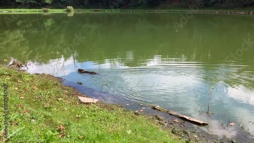 A Nutria, Coypu ( Myocastor coypus) swimming at the edge of the lake