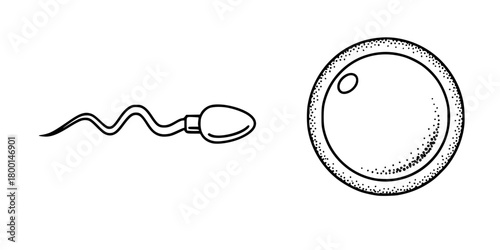 Fertility Sperm Reaching Egg Simple Flat Vector Icon