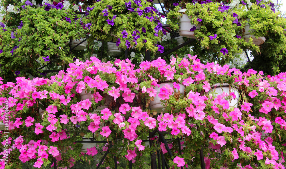 Obraz premium Surfinia blooms in the flower garden