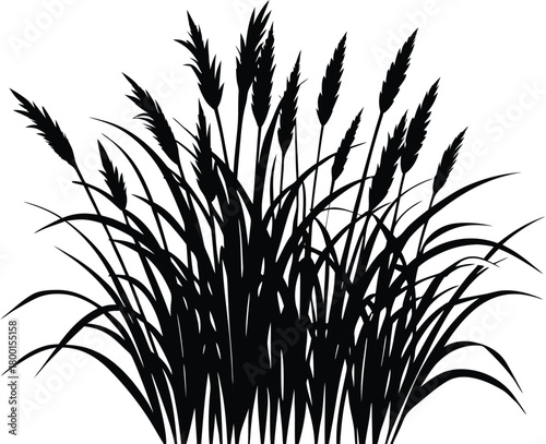 Ornamental Garden Grass Silhouette | Decorative Garden Grass Design