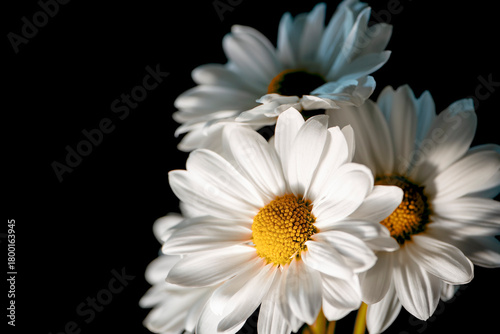 Bouquet of White Fresh Daisy Flower on Dark Background