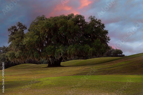 Beautiful Large Oak Tree with a Magenta Sky Setting